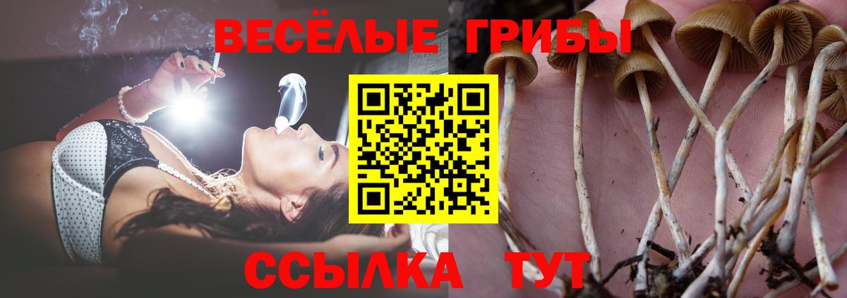 Псилоцибиновые грибы прущие грибы  Вход с VPN  Кропоткин  Псилоцибиновые грибы прущие грибы 